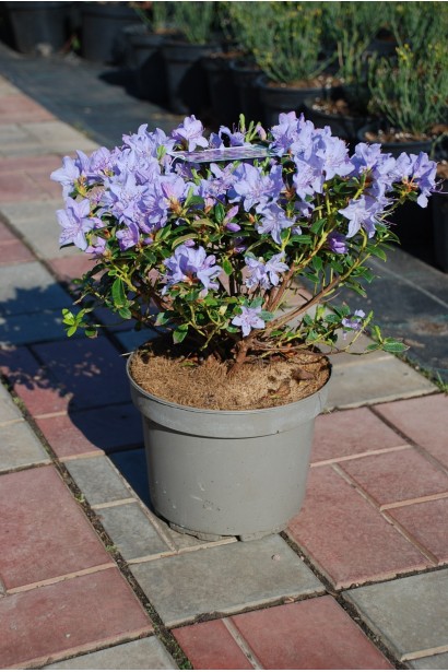 Рододендрон Блю Тіт Мажор - 3-5л/вис.25-30см/Ø15-20см